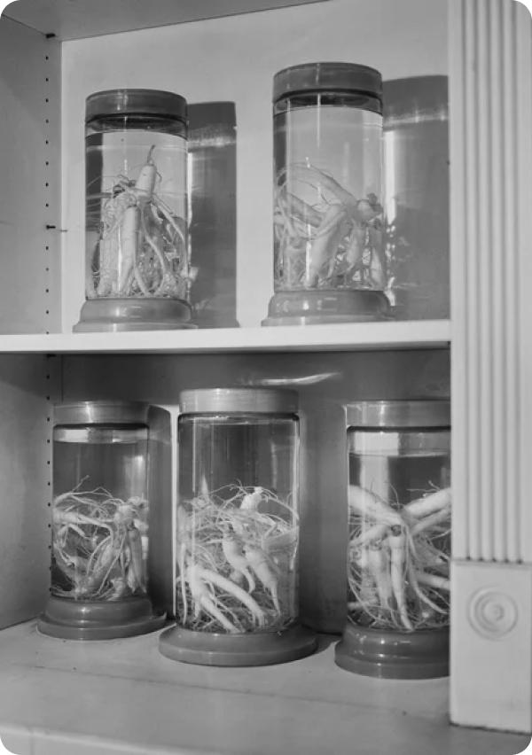 Glass jars of dried roots and herbs lined up on a shelf.