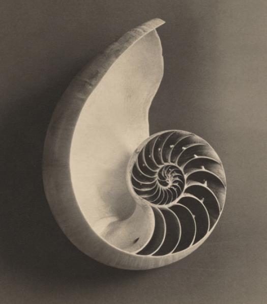 A sepia-toned photograph of a nautilus shell cut in cross-section, revealing its spiraling internal chambers in a logarithmic pattern.
